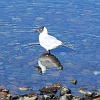 Andean Gull, Parinacota - Altiplano 
